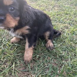 Cavalier King Charles Spaniel Puppies from Red Desert Cavalier’s