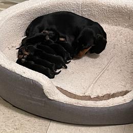 Dachshund Puppies from Hursh’s Hounds