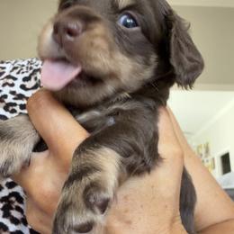 Dachshund Puppies from Lone Star Dachshunds