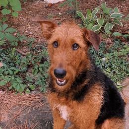Airedale Terrier All Grown Up from Yocona River Airedale