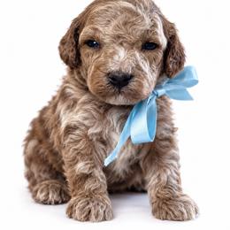 Ferrero - Cream male Cavapoo puppy in Ville Platte, Louisiana from The Barkery