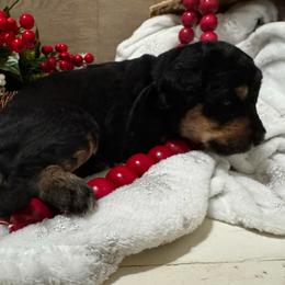 Ozzy Osborne - Phantom male Bernedoodle puppy in Gilbert, Arizona from The Berne Barn... it’s a Doodle thing!