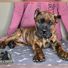 Rocco - Chestnut brindle male Cane Corso puppy in Warren, Ohio from Northeast Ohio Cane Corso