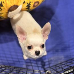 Sam - Cream male Chihuahua puppy in Springfield, Illinois from Improv Show Dogs