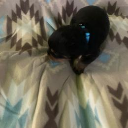 Boy 1 - Black and rust male Rottweiler puppy in Detroit, Michigan from Rottweiler Land