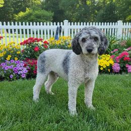 Kara - Poodle