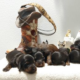 Dachshund puppies from Windy Ridge Miniatures