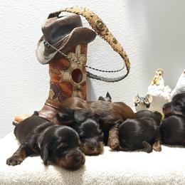 Dachshund puppies from Windy Ridge Miniatures
