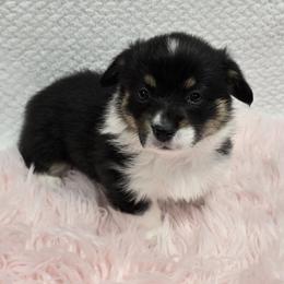 AMANDA - Black and tan female Pembroke Welsh Corgi puppy in Walker, Iowa from Double K Corgis