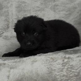 Silver Girl - Black coat - Black female German Shepherd puppy in Elijay, Georgia from Mission K9