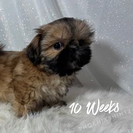Bridget - Gold female Shih Tzu puppy in Hayden, Idaho from Phoenix Shih Tzu