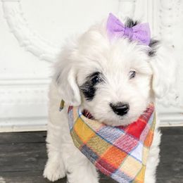Aussiedoodles, Goldendoodles, and Labradoodles from Haaspawz