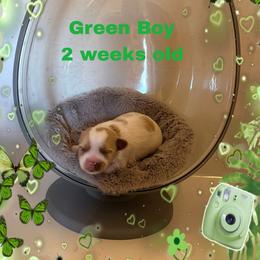 Green parti boy - Parti male Yorkshire Terrier puppy in Inverness, Florida from Luvayorkie&more