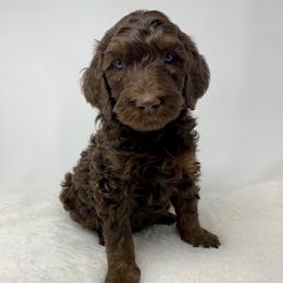 Caleb - Phantom male Goldendoodle puppy in Calhoun, Georgia from FamilyLoved Doodles