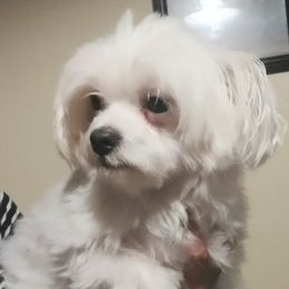 Maltipoos from Doggies4you