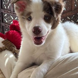 Alyssa - Red merle female Border Collie puppy in Morgan, Texas from Shooting Star Ranch