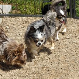 Kiki - Chihuahua