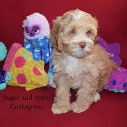 Prince Phillip - Golden male Cockapoo puppy in Hopkins, South Carolina from Sugar and Spice Cockapoos