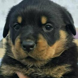 Green - Black and mahogany female Rottweiler puppy in Waverly Hall, Georgia from Dragonflytkennels
