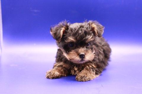 Yorkie Rooter JosRora Yorkies in California | Yorkshire Terrier puppies | Good Dog