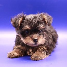 Yorkshire Terriers from JosRora Yorkies
