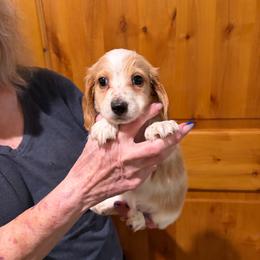 Sam - Cream male Dachshund puppy in Heber Overgaard, Arizona from Sonoran Doxies