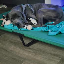 Nala - Blue female Great Dane puppy in Plano, Idaho from Blue Thunder Danes