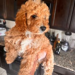 Corazon - Brown and white male Aussiedoodle puppy in San Antonio, Texas from Av’s Poodles and Doodles