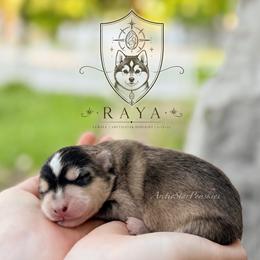 Raya - Wolf sable female Pomsky puppy in Wausau, Wisconsin from Arctic Star Pomskies