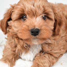 Teddy - Apricot male Cavapoo puppy in Millersburg, Ohio from Ohio Puppy Paws