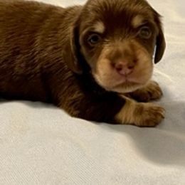 Dachshund Puppies from Little Lords & Ladies Dachshunds