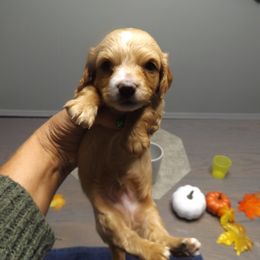 Dachshund Puppies from Molly Dolly's Miniature Dachshunds