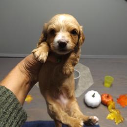 Dachshund Puppies from Molly Dolly's Miniature Dachshunds