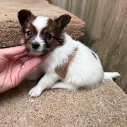 Mickey (Blue) - White and sable male Papillon puppy in Chattanooga, Oklahoma from Lottie Dottie Scottie’s and Papillons