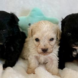 Maltipoo puppies from Wonderfully Made Poodles & Doodles
