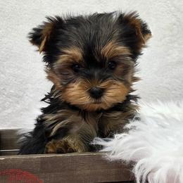 Portia - Blue and gold female Yorkshire Terrier puppy in Monticello, Iowa from Ashley’s Puppies