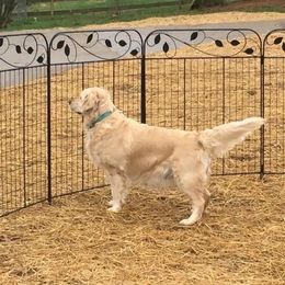 Golden Retriever All Grown Up from Deborah Hughes