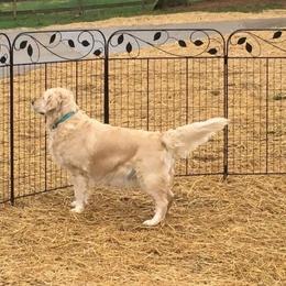 Golden Retriever All Grown Up from Deborah Hughes