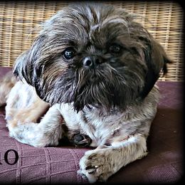 Echo - Shih Tzu