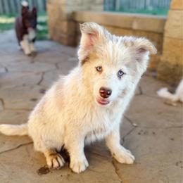 Finch - Merle male Pomsky puppy in Cleveland, Ohio from Lake Point Pomskies