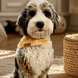 Maisey - Bernedoodle