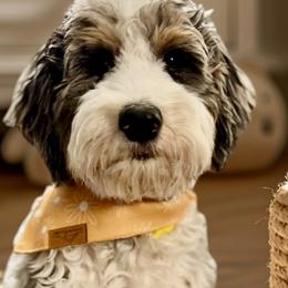 Maisey - Bernedoodle