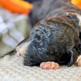 Oreo - White and black male Bordoodle puppy in Eastman, Georgia from Dood B Ranch