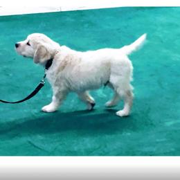Golden Retriever Puppies from Fiddle In Gold Retrievers