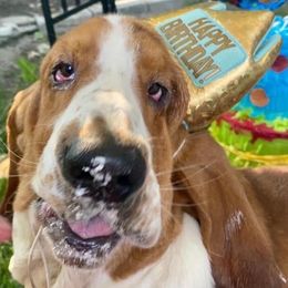 Mayhem - Basset Hound