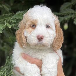 Pink collar girl - Apricot female Australian Labradoodle puppy in Fairfield, California from Twin Sisters Doodles