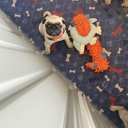 Pug Puppies from Furever Friends