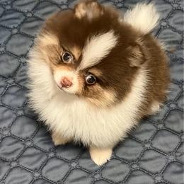 Thorn - Chocolate parti male Pomeranian puppy in Sandia, Texas from Broken Arrow Poms