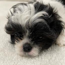 Lil Jimmy - Black and white male Shih Tzu puppy in Kingsley, Michigan from Joseph's Shih Tzus