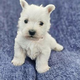 Wyatt-Orange Collar - White male West Highland White Terrier puppy in Toronto, Ohio from Shekinah’s Mi-Kis & Cricket Hill’s Westies